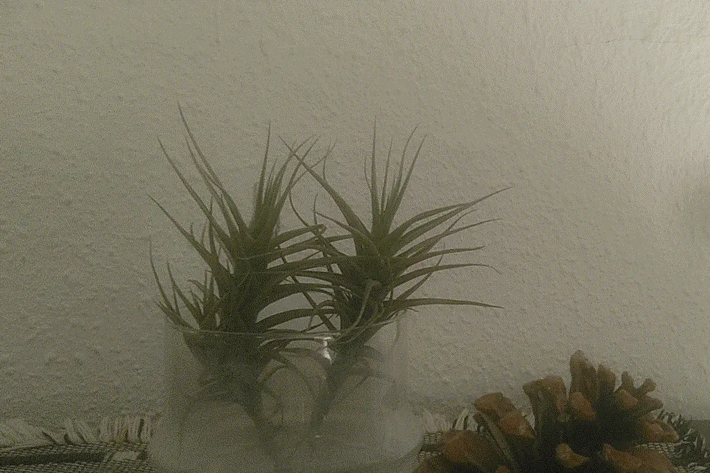 Picture of two air plants in a glass, next to a pine nut. The air plants point and grow thicker upwards.