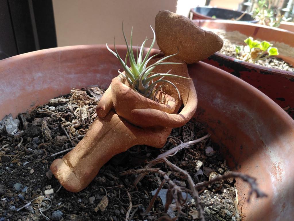 This bowlhead has its legs stretched and is just chilling, holding an airplant on its lap bowl.