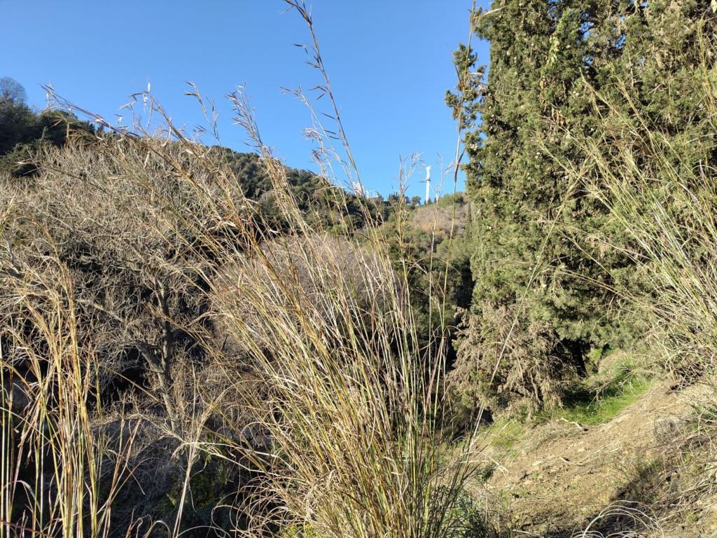 Sunny wilderness with Barcelona's Tibidabo behind